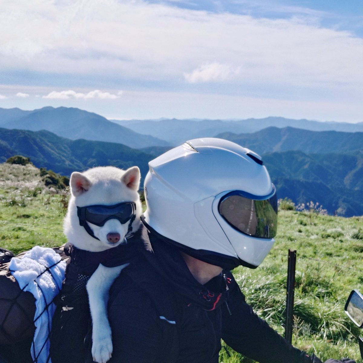 capi_okapi's tweet photo. 白柴キャ��ツー1355km③
〜姫鶴平・源氏ヶ駄場編〜

#柴犬 #四国カルスト #姫鶴平 #源氏ヶ駄場 #shibainu https://t.co/fN5il9iXBU
