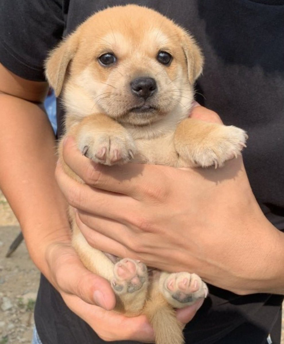 PupgirlNation's tweet photo. This is my child who I have harvested from my eco-friendly green garden...  I will name them after my after my beautiful wife: oomf. https://t.co/r6RFYIMk37