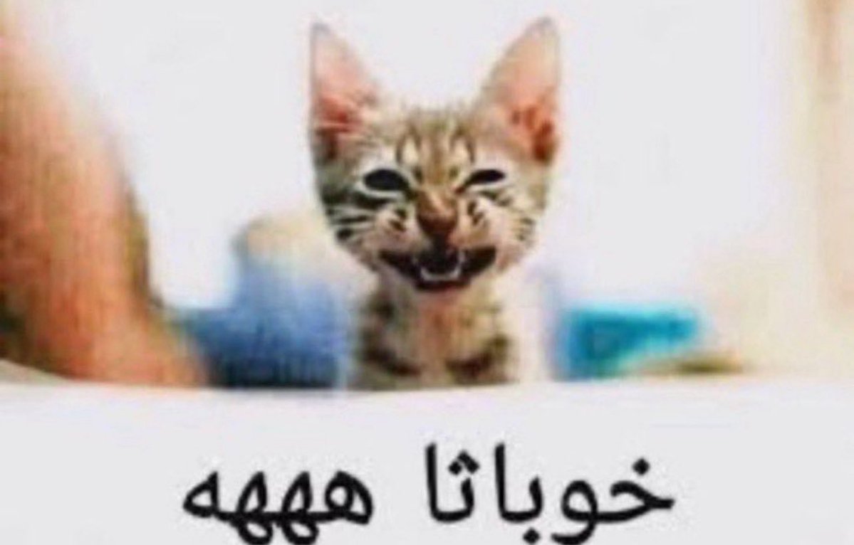 xzw4_'s tweet photo. بلو طايحه على حركه اذا انسدحت بالسرير تجي تضربني وتندس ورا الدالوب 
كم لايك واقطعها بوس https://t.co/NyfAln7dm1
