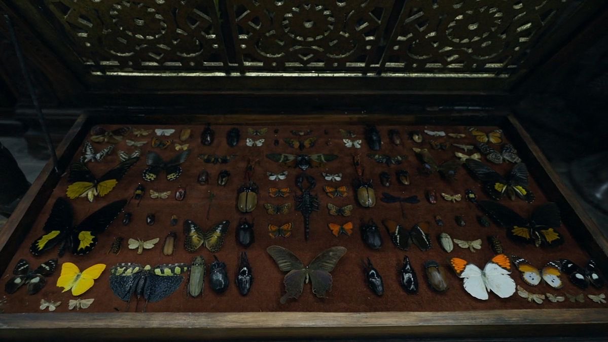 sleepybuglover's tweet photo. all i need in this life is helaena’s bug collection i would literally sell my soul for it🪲😫 https://t.co/zsU4A5Ntzn