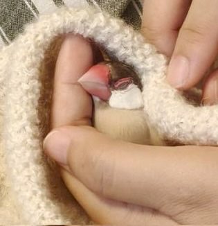 komugi_skr's tweet photo. 最近はアルパカ毛糸で編んだ飼い主のバラクラバに包まれるのがお気に入り。
アルパカ糸ふわふわだからきもちいいのかな🦙 https://t.co/qnYCXdG4LY