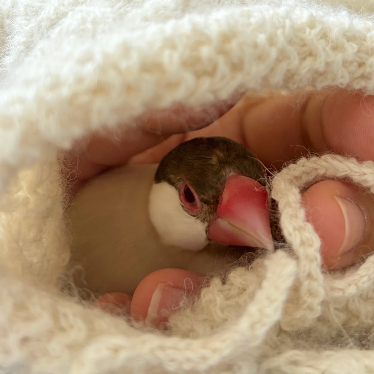 komugi_skr's tweet photo. 最近はアルパカ毛糸で編んだ飼い主のバラクラバに包まれるのがお気に入り。
アルパカ糸ふわふわだからきもちいいのかな🦙 https://t.co/qnYCXdG4LY