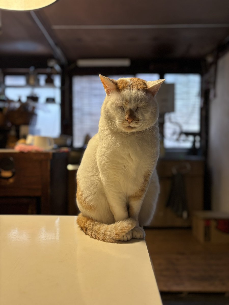 don_guri_gura's tweet photo. 9月29日　招き猫の日
「来る福（くるふく）」語呂の由来だそうです https://t.co/Z33QGDMutq
