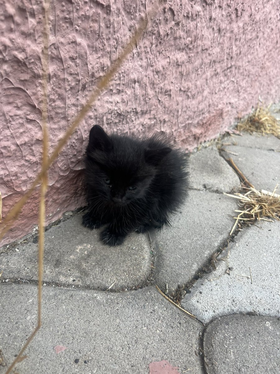 makarayizpiciza's tweet photo. ANKARA İÇİ KARA KEDİ SAHİPLENMEK İSTEYEN VAR MI 

YA ÖLCEKLER YAĞMURDA 

AĞLICAM RTLEYİN YAYALIM https://t.co/YfeUlgvBxv