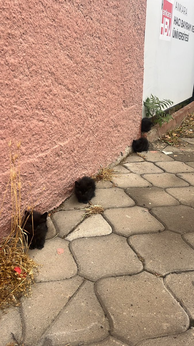 makarayizpiciza's tweet photo. ANKARA İÇİ KARA KEDİ SAHİPLENMEK İSTEYEN VAR MI 

YA ÖLCEKLER YAĞMURDA 

AĞLICAM RTLEYİN YAYALIM https://t.co/YfeUlgvBxv