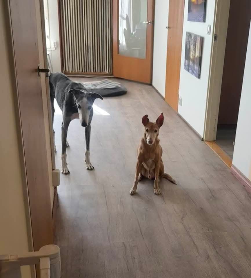 HMalaguenas's tweet photo. Jessica madre de Dorito ha hecho una foto al llegar a casa y mirad que buenos son...Dorito el primero pendiente sentadito🥰 https://t.co/XElEuZ1MZB