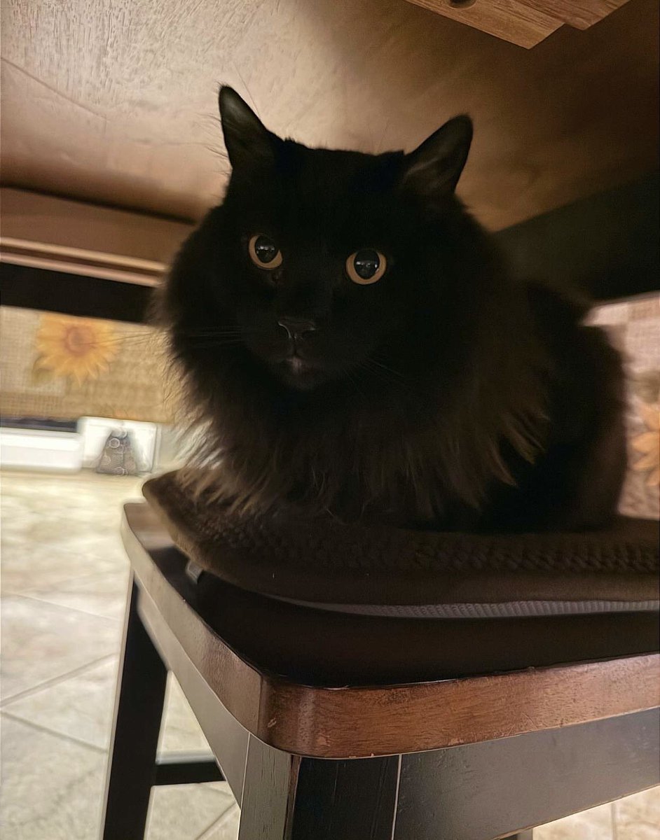 EricaLynn1549's tweet photo. Happy #NationalSonsDay, my sweet boy! ๐โโฌ๐ฝ๐ค
โข
โข
โข
#kitty #cat #blackcat #ash #ashyslashy #oogieboogie #bear #mrmoosky #mydarlingson #furbaby #meow https://t.co/q8wkE0H0hc