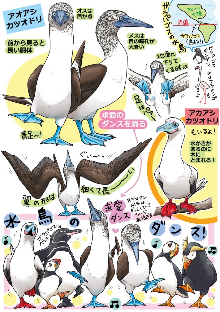 Totsukishiya's tweet photo. 水鳥
エトピリカ、ツノメドリ、ニシツノメドリ（パフィン）
アオアシカツオドリ、アカアシカツオドリ

『#椎名くんの鳥獣百科』 最終巻特典ミニ画集より https://t.co/ojGM8XH3kB