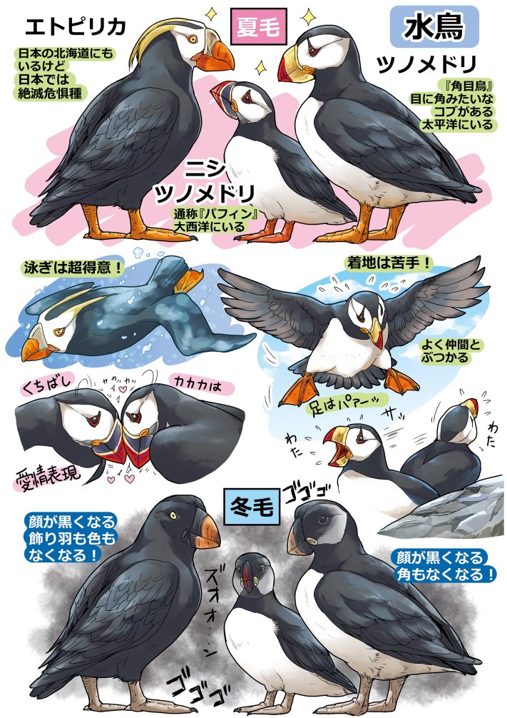 Totsukishiya's tweet photo. 水鳥
エトピリカ、ツノメドリ、ニシツノメドリ（パフィン）
アオアシカツオドリ、アカアシカツオドリ

『#椎名くんの鳥獣百科』 最終巻特典ミニ画集より https://t.co/ojGM8XH3kB