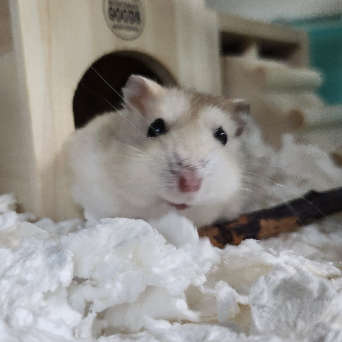 my_hmgmouse's tweet photo. 😏
#今日のこぱん https://t.co/HbbbsNAwNI