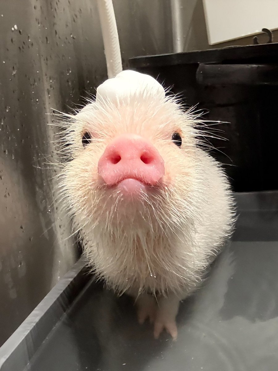 pignic_cafe's tweet photo. マイクロブタのお風呂の様子🛁 https://t.co/cAwJP4Ytpw