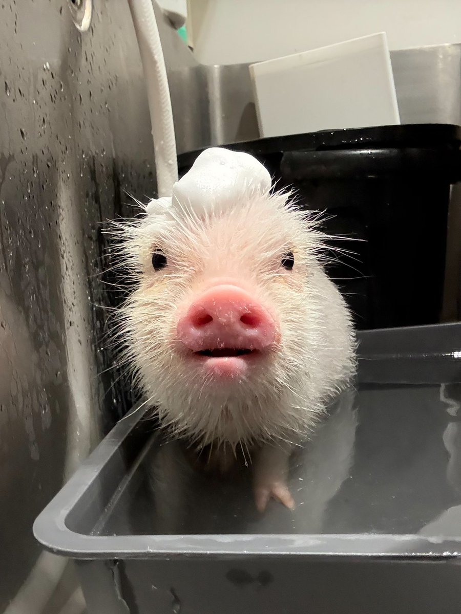pignic_cafe's tweet photo. マイクロブタのお風呂の様子🛁 https://t.co/cAwJP4Ytpw