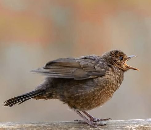 harryfisher11's tweet photo. juvenile blackbird  When blackbirds are around your house, it usually means they are looking for food, finding a place to nest, or visiting a familiar territor. Your yard may have plenty of insects, worms, or seeds that attract them.. https://t.co/I8xMNrwi47