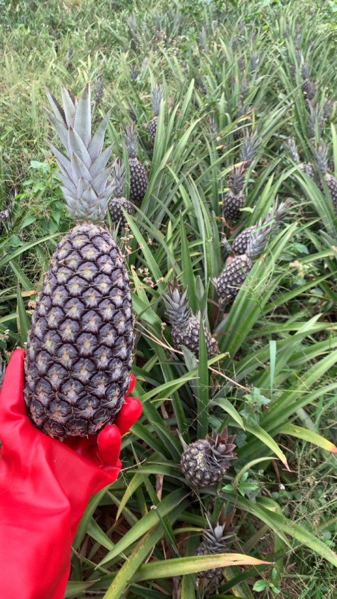 Pentagro_vent's tweet photo. Little beginning to a full grown pineapple🍍 https://t.co/QPbu2nJEr4