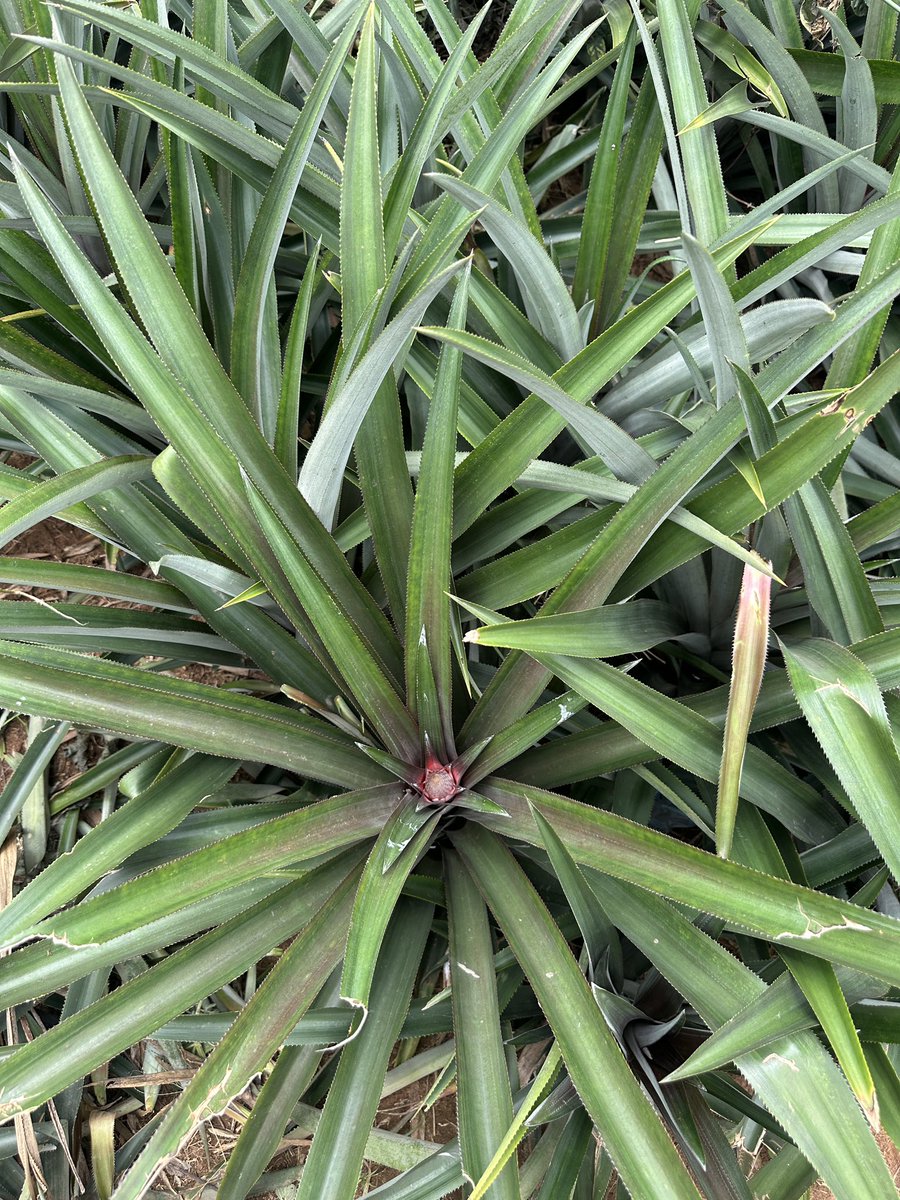 Pentagro_vent's tweet photo. Little beginning to a full grown pineapple🍍 https://t.co/QPbu2nJEr4