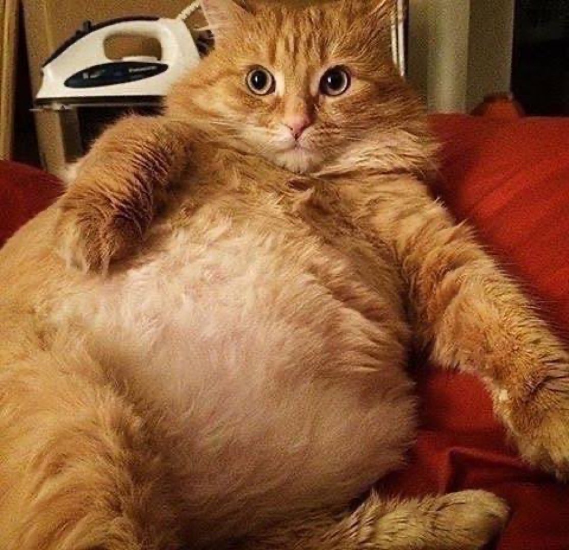 nicseuuu's tweet photo. @PotatchiUpdates Look my $POTATCHI 🥔😼 https://t.co/TyIK80qqQe