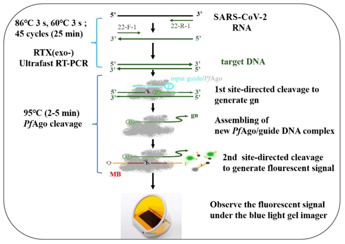 Biosensors_MDPI's tweet photo. 📣Call for Reading:
#Article
A Fast and Sensitive One-Tube #SARS-CoV-2 #Detection #Platform Based on #RTX-#PCR and #Pyrococcus #furiosus #Argonaute
By Ma, L. et al.
https://t.co/hZ32Kabp4v
#Biosensor #OpenAccess #Biosensing #NucleicAcid #Transcriptase #SARSCoV2 https://t.co/Dylf21qWQ4