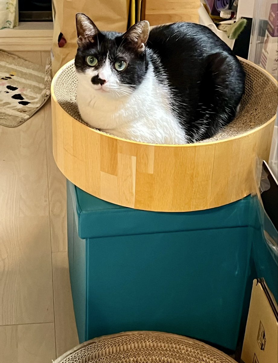 SoedaCats's tweet photo. にゅうが吐いたので爪研ぎを一旦収納スツールに移動したらその場所に収まってて可愛い https://t.co/hCoDeGi4mq