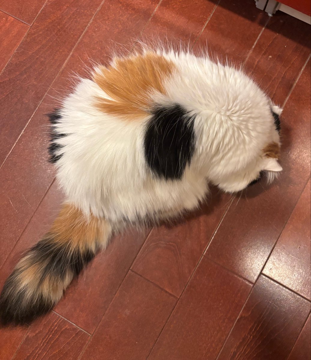 fukuroupiyopiyo's tweet photo. まんまるキムチ
背中の羽としましま尻尾がチャームポイント https://t.co/42BKaati6m