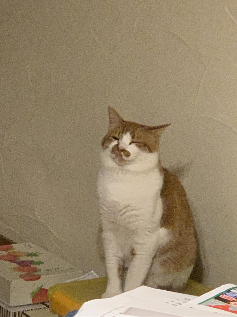 mocici_'s tweet photo. 猫、生後4ヶ月のときはストッカーより小さかったのにそこから5ヶ月で倍増するのいつ見ても良すぎる https://t.co/9xXmVdXdhc