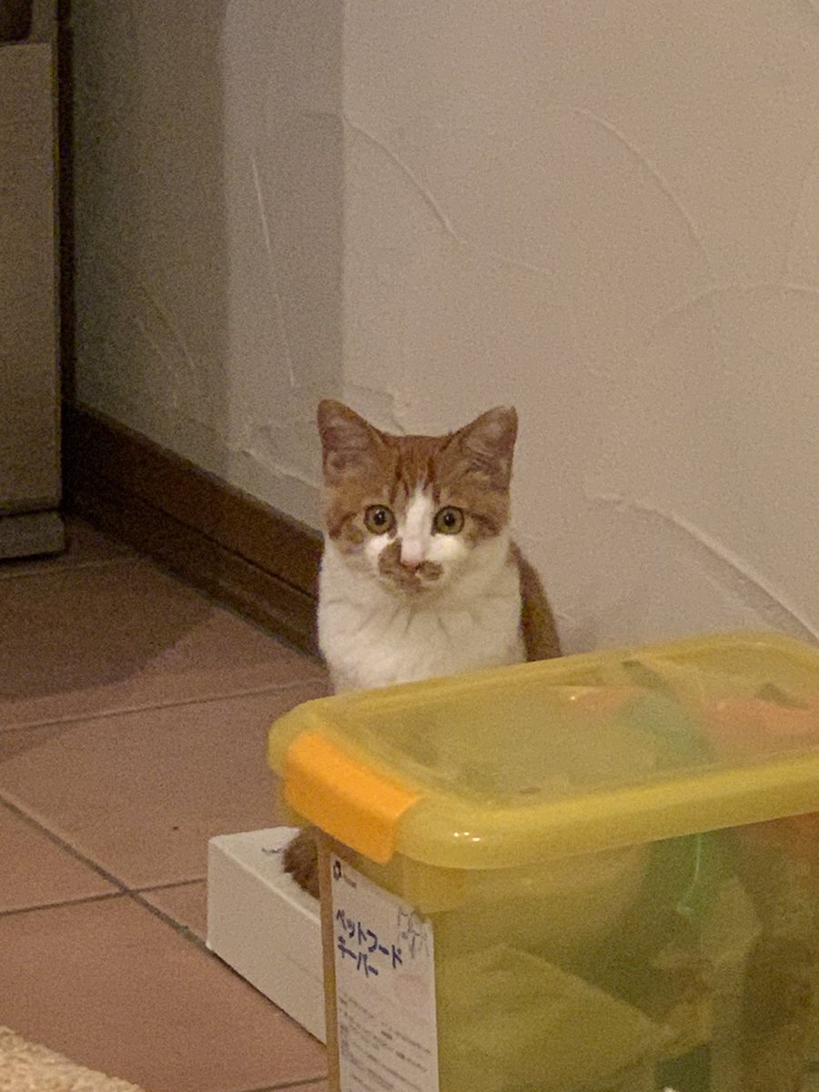 mocici_'s tweet photo. 猫、生後4ヶ月のときはストッカーより小さかったのにそこから5ヶ月で倍増するのいつ見ても良すぎる https://t.co/9xXmVdXdhc