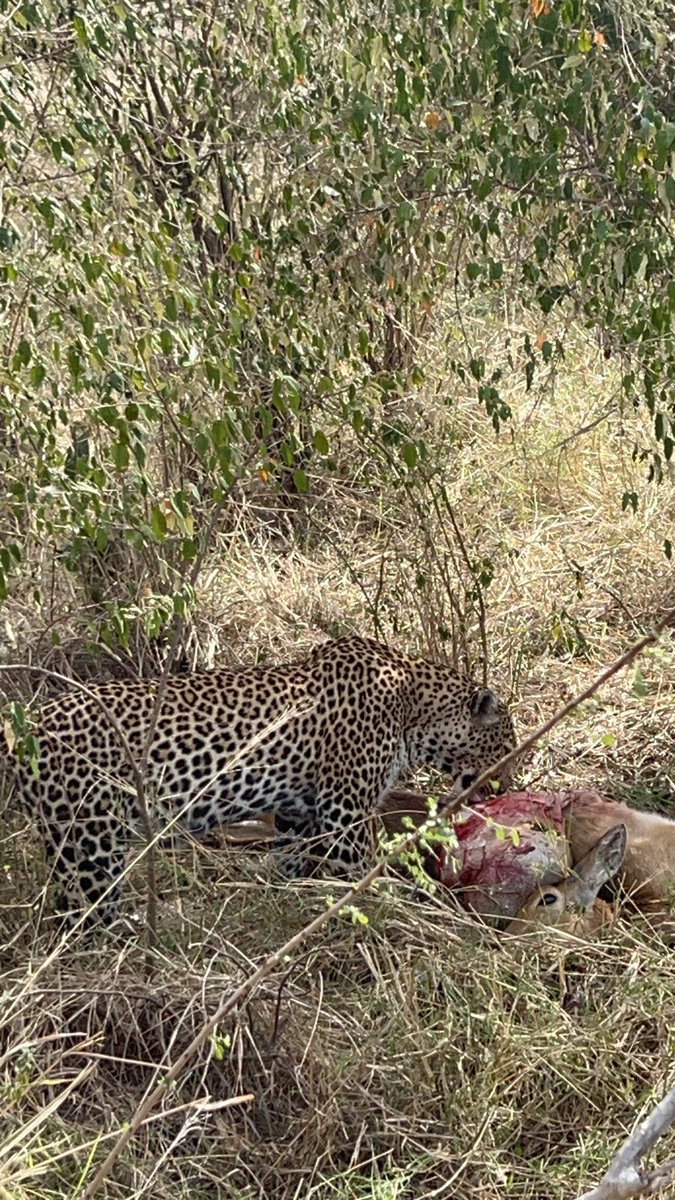muli_brian_'s tweet photo. We spotted all the Big 5 yesterday. Both in action and in Families. What a great day to be in the Maasai Mara. 

Booked with @AfriQuestKenya https://t.co/lGjI0Z8M0A