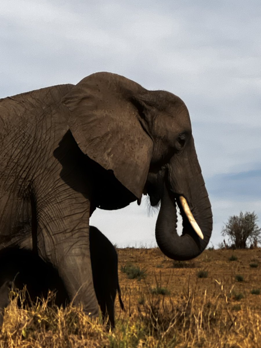 muli_brian_'s tweet photo. We spotted all the Big 5 yesterday. Both in action and in Families. What a great day to be in the Maasai Mara. 

Booked with @AfriQuestKenya https://t.co/lGjI0Z8M0A