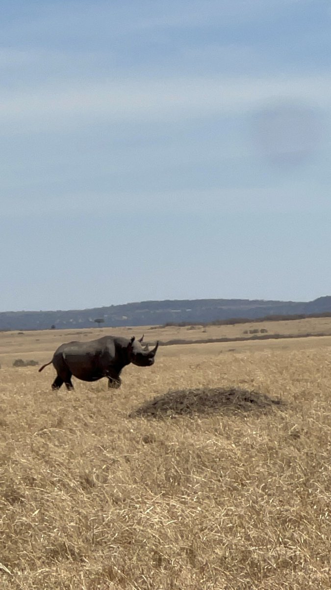 muli_brian_'s tweet photo. We spotted all the Big 5 yesterday. Both in action and in Families. What a great day to be in the Maasai Mara. 

Booked with @AfriQuestKenya https://t.co/lGjI0Z8M0A