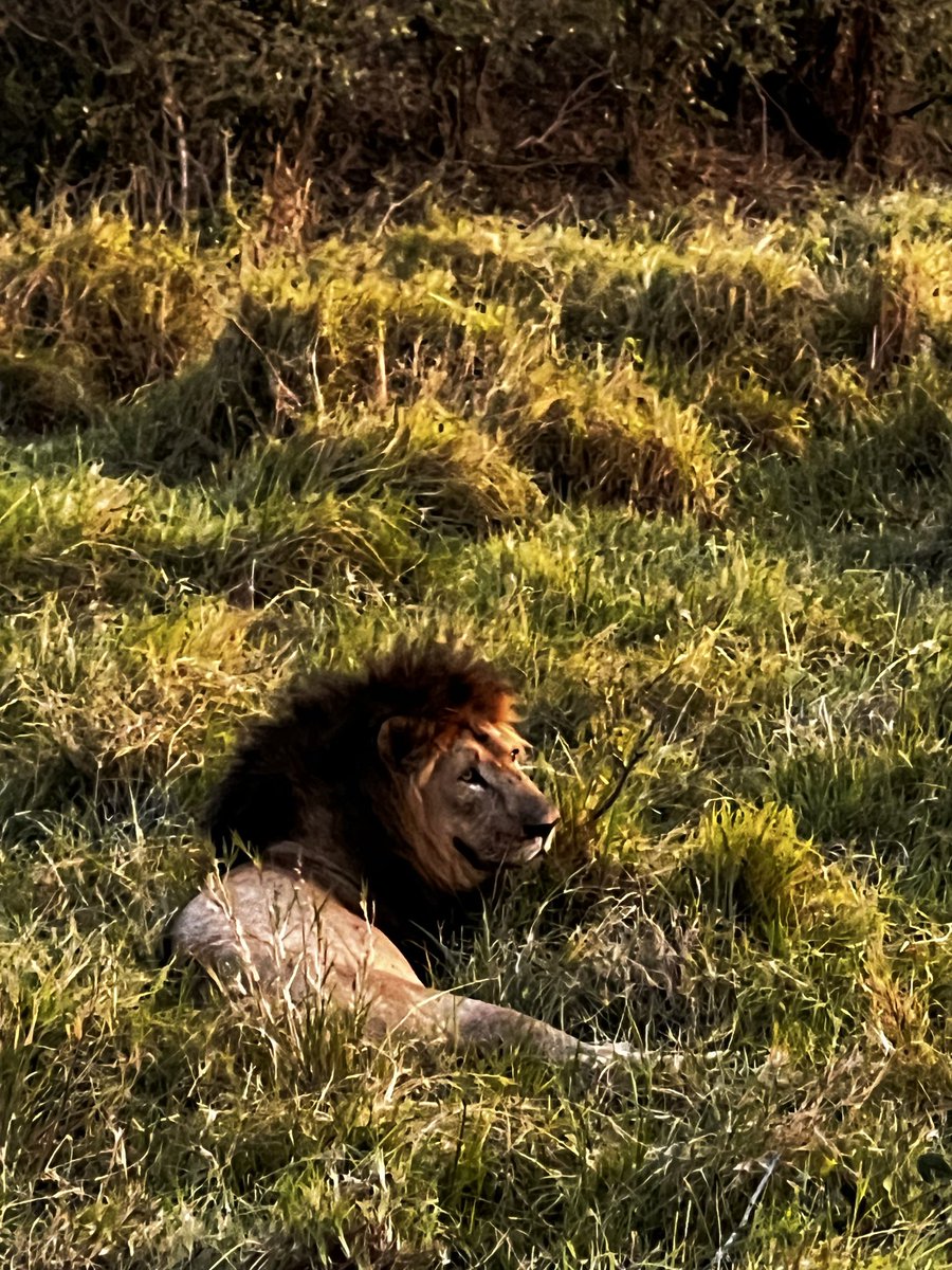 muli_brian_'s tweet photo. We spotted all the Big 5 yesterday. Both in action and in Families. What a great day to be in the Maasai Mara. 

Booked with @AfriQuestKenya https://t.co/lGjI0Z8M0A