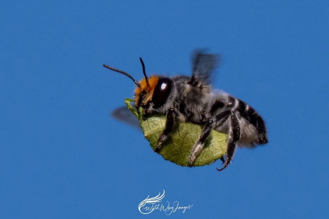 TheHolyHabibee's tweet photo. Ever wondered what a leafcutter bee looks like with her cut leaf? Wonder no more*, for here is Bee of the day #338 carrying a cutting from... a local plant (I dare say Hardenbergia, a pea family member). 

This is Megachile chrysopyga, a leafcutter bee native to SE Western Australia. Females have a distinctive orange-reddish patches of hair on the frons ("forehead") and tip of their abdomen ("tergite 6", not shown here; trust me bro)

The leaf will be taken back to to line their nests, which are built into the ground (as opposed to cavity nesting, which is a more-common attribute for leafcutters**). Eventually she'll do the usual brood provisioning/egg laying/nest sealing and off she goes to continue her adult business

@macro_action a fun one for you: When the weather warms up, photograph a leafcutter bee with her leaf!

📷Melissa Zappelli, Northcliffe

*I lied, you should continue wondering. For example, what happens to the leaf when it goes back to the nest, what further alterations take place, and will she need multiple leaves or will this one suffice?

**Hang on, is a bee nesting in an "underground cavity" considered a "ground" or "cavity" nester? Questions for Plato