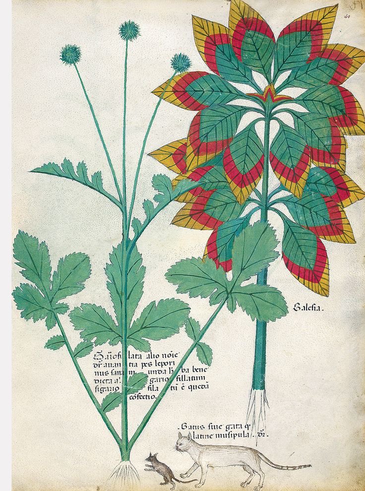 CienciaconArte's tweet photo. Tractatus de herbis 🌿
Fue un tratado creado alrededor de 1440, enfocado en las propiedades medicinales de las plantas. 
Algunas enfermedades todavía se entendían como prueba divina o consecuencia del pecado, así que su curación incluía elementos mágicos y supersticiosos. https://t.co/k3rNTT8YAE
