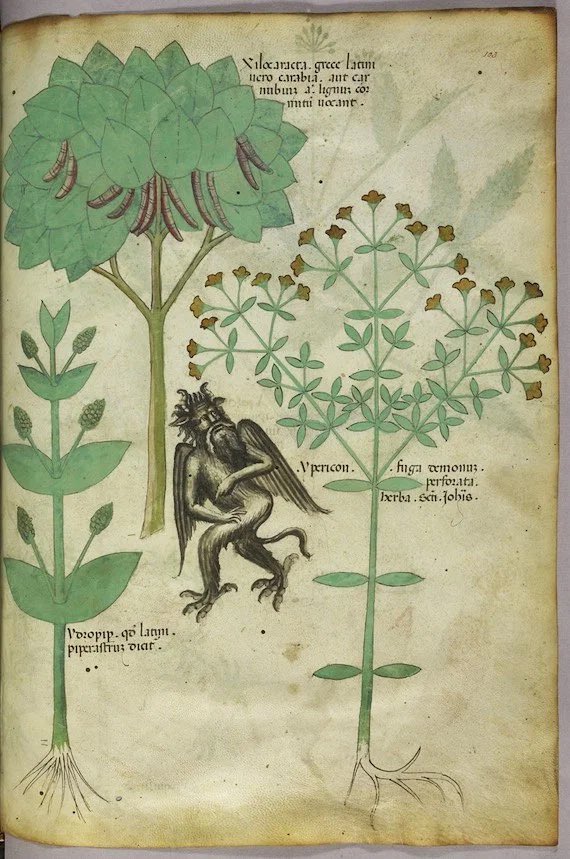 CienciaconArte's tweet photo. Tractatus de herbis 🌿
Fue un tratado creado alrededor de 1440, enfocado en las propiedades medicinales de las plantas. 
Algunas enfermedades todavía se entendían como prueba divina o consecuencia del pecado, así que su curación incluía elementos mágicos y supersticiosos. https://t.co/k3rNTT8YAE
