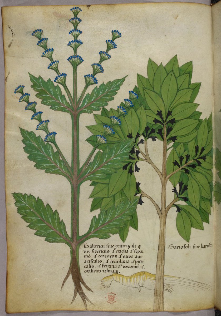 CienciaconArte's tweet photo. Tractatus de herbis 🌿
Fue un tratado creado alrededor de 1440, enfocado en las propiedades medicinales de las plantas. 
Algunas enfermedades todavía se entendían como prueba divina o consecuencia del pecado, así que su curación incluía elementos mágicos y supersticiosos. https://t.co/k3rNTT8YAE