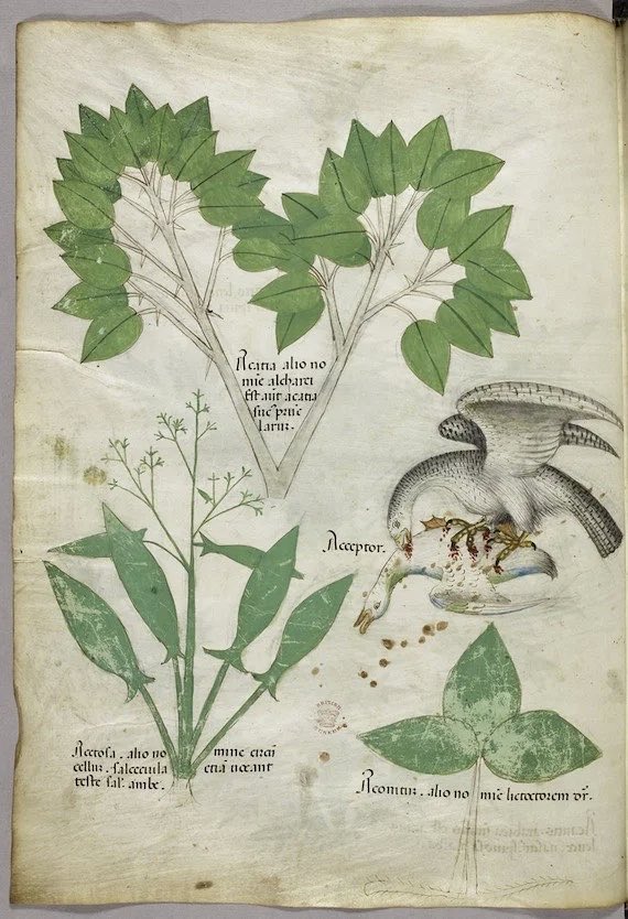 CienciaconArte's tweet photo. Tractatus de herbis 🌿
Fue un tratado creado alrededor de 1440, enfocado en las propiedades medicinales de las plantas. 
Algunas enfermedades todavía se entendían como prueba divina o consecuencia del pecado, así que su curación incluía elementos mágicos y supersticiosos. https://t.co/k3rNTT8YAE