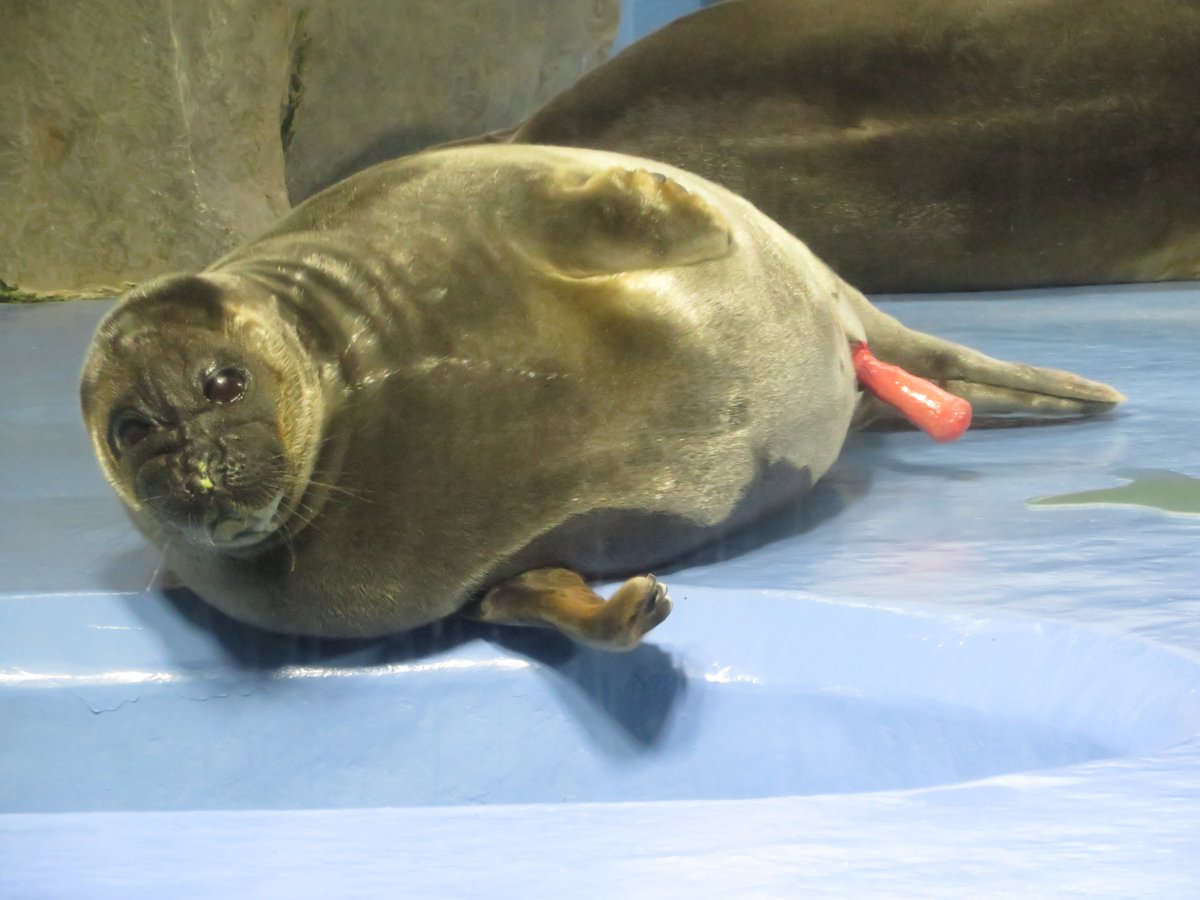 shu_1aquarium's tweet photo. しまい忘れキール発動😅
#バイカルアザラシ 
#鳥羽水族館 https://t.co/GuqwE2dlTy