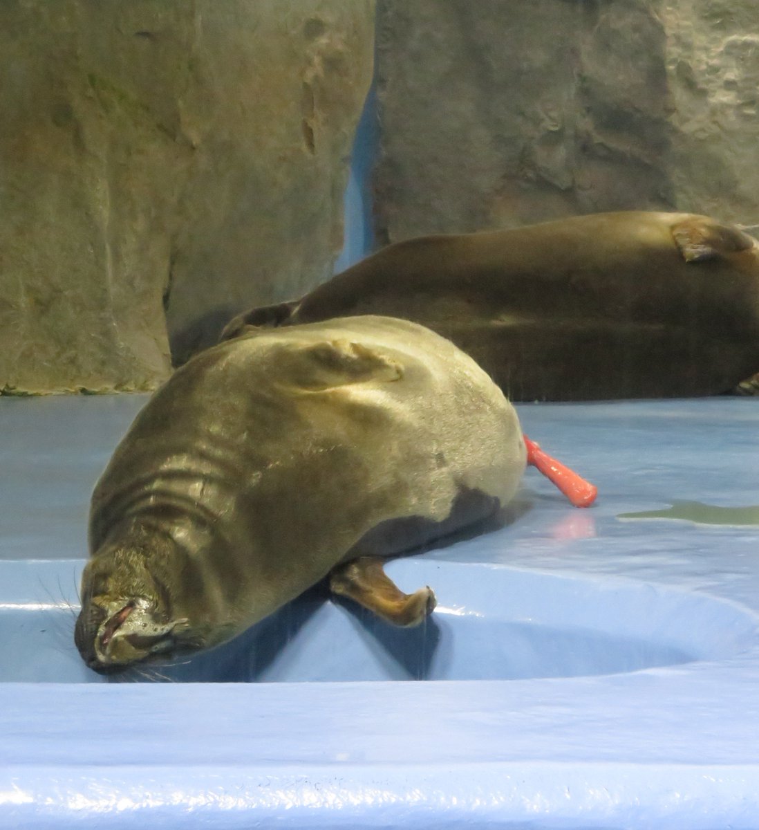 shu_1aquarium's tweet photo. しまい忘れキール発動😅
#バイカルアザラシ 
#鳥羽水族館 https://t.co/GuqwE2dlTy
