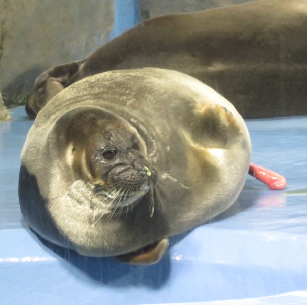 shu_1aquarium's tweet photo. しまい忘れキール発動😅
#バイカルアザラシ 
#鳥羽水族館 https://t.co/GuqwE2dlTy