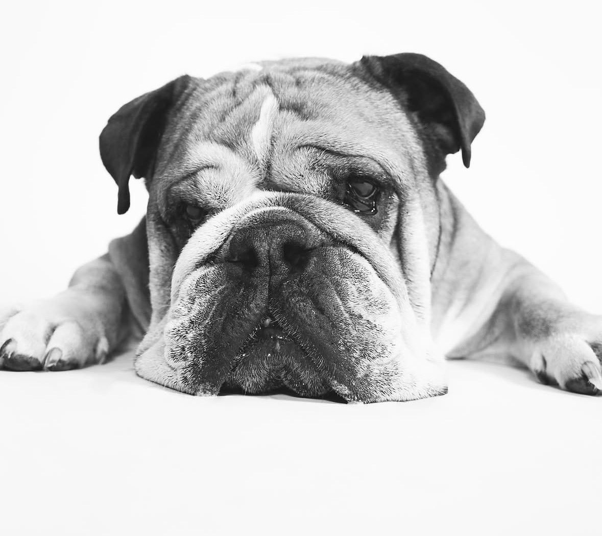 lucasscircuit's tweet photo. Roscoe Forever ❤️ https://t.co/GMtXBURcfa