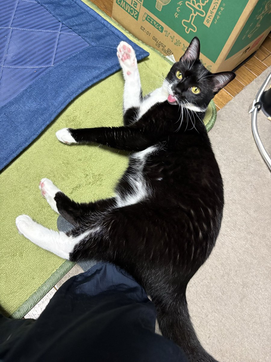 Saidge_m9's tweet photo. …へえーかわいいね、食べていい？ https://t.co/RlyN0LC4aw