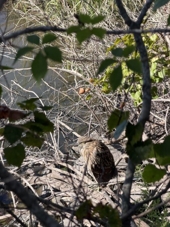 HaeSicks0113's tweet photo. Enjoy my bird photos from today https://t.co/gwF27oSWFi