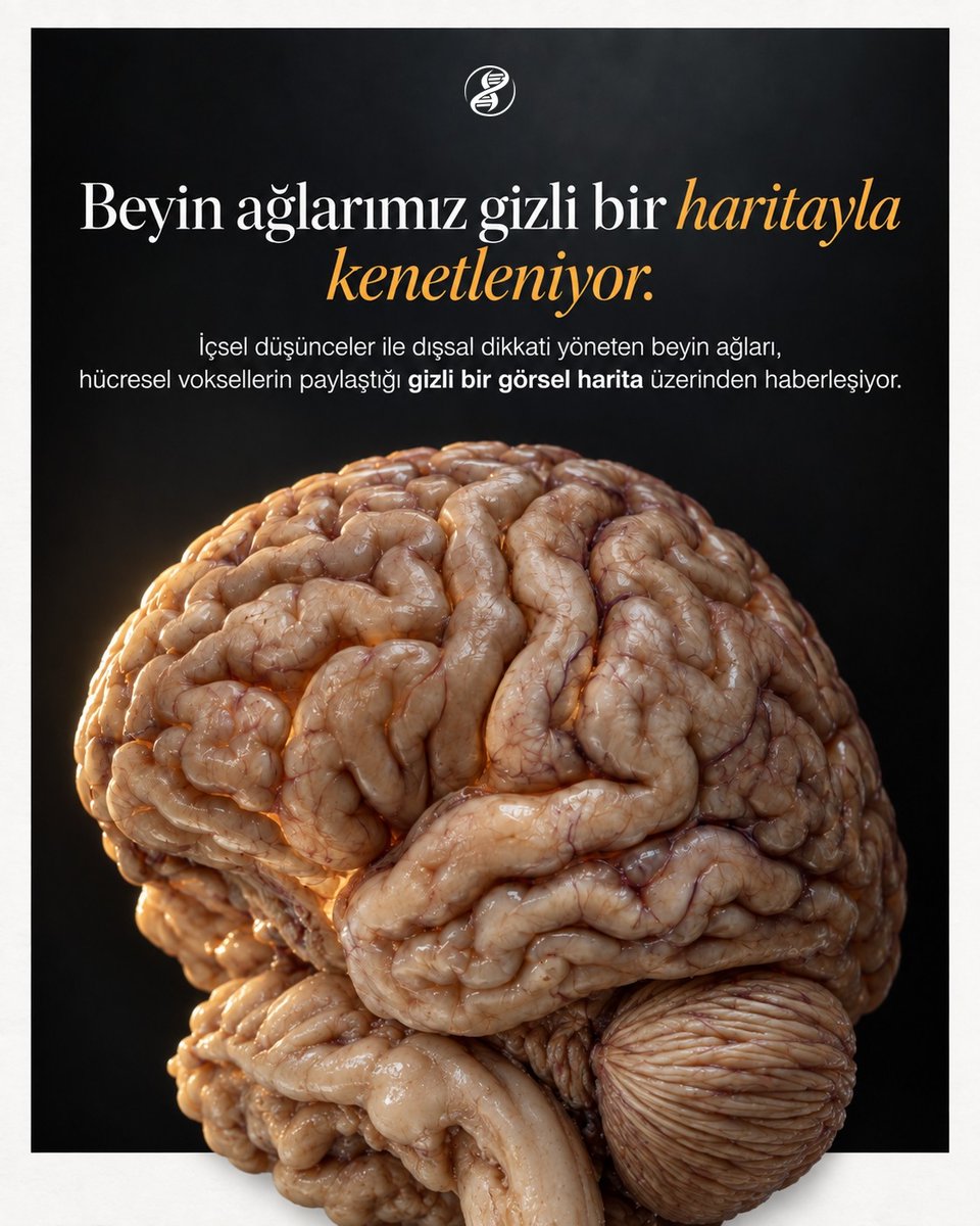 evrimagaci's tweet photo. İnsan beyninde içsel düşünceleri ve dış duyuları işleyen ağlar aslında birbiriyle sandığımızdan çok daha bağlantılı çalışıyor.

İçimize döndüğümüzde varsayılan ağ, dışarıya baktığımızda dorsal dikkat ağı devreye giriyor. Eskiden bu iki büyük sistemin kendi başlarına buyruk olduğu düşünülüyordu.

Ancak yeni fMRI taramaları, ağların bütünsel düzeyde değilse bile voksel adı verilen hücresel ölçekte birbiriyle konuştuğunu kanıtlıyor. Bu ince haberleşme, voksellerin görme alanımızdaki belirli koordinatlara yönelik eğilimlerine göre biçimleniyor. Benzer bir görsel kenetlenmenin beynin geri kalanında da geçerli olup olmadığı ise yeni araştırmaları bekliyor.

Sessizce yatan bir insanın beynindeki o üç boyutlu küçük pikseller, dışarıdan gelen ışığı değil içsel odaklanmayı da kusursuzca haritalandırıyor.