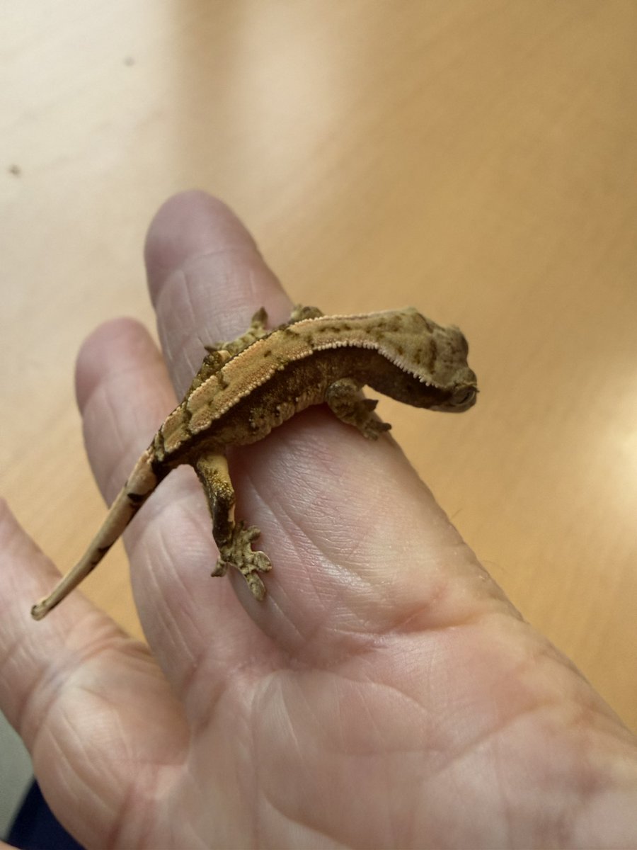 hachu_tun's tweet photo. 同ハッチのこの子もいいんです
ちびーずみんなかわいい https://t.co/wQI9TZBbli