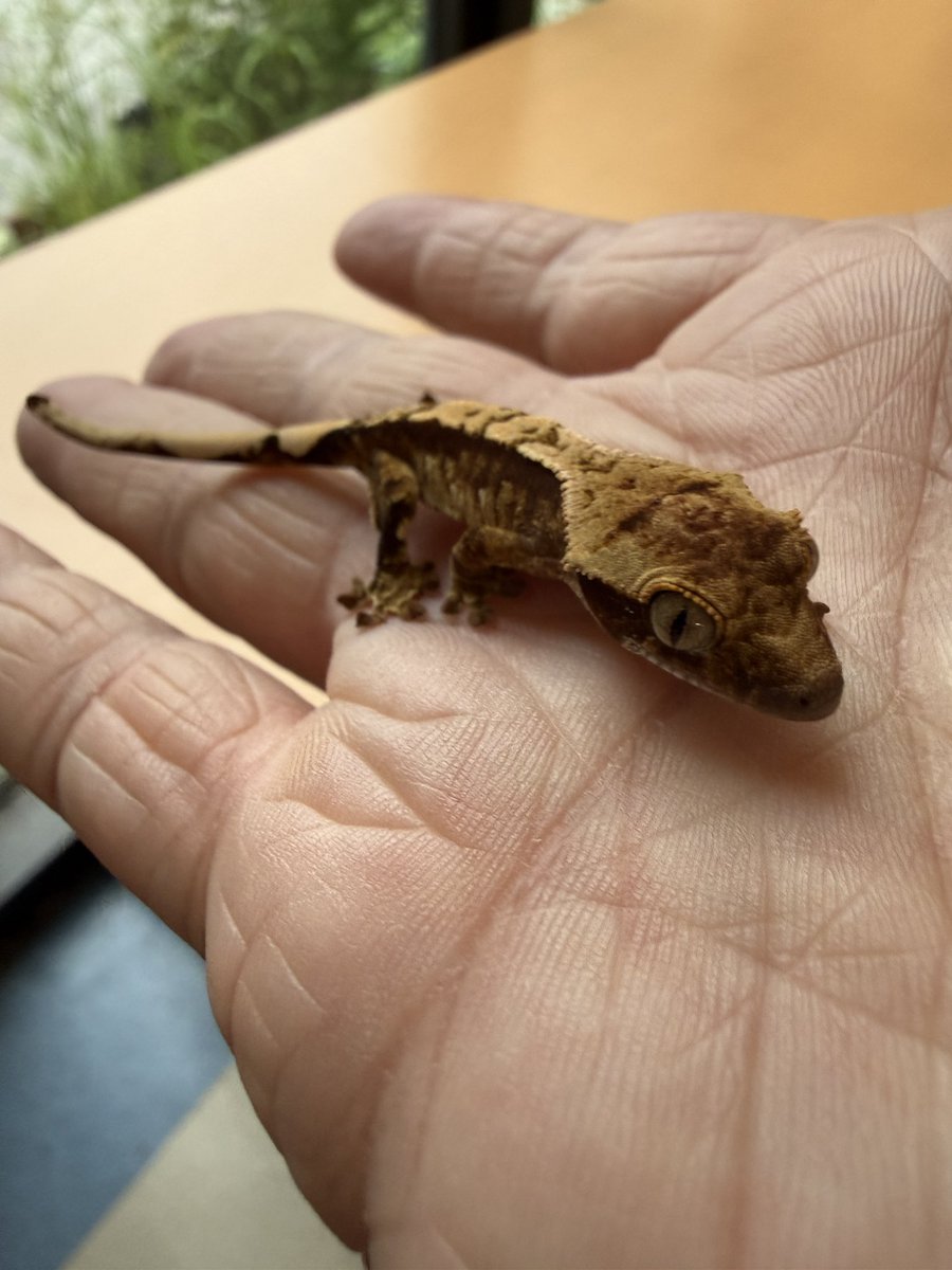 hachu_tun's tweet photo. 同ハッチのこの子もいいんです
ちびーずみんなかわいい https://t.co/wQI9TZBbli
