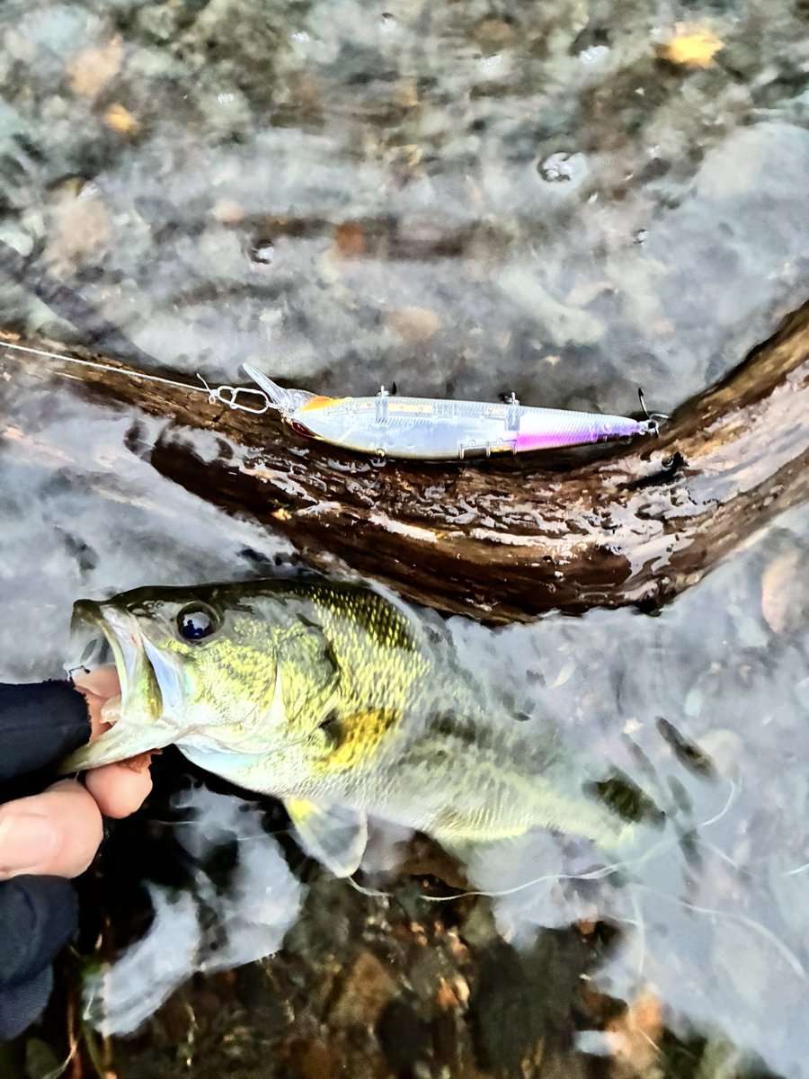 fish69fest's tweet photo. モンスターブラウンのはずだったんだけどなぁ。久しぶりに手がバス臭いのがちょっと嬉しい。 https://t.co/KKd46tPZvW