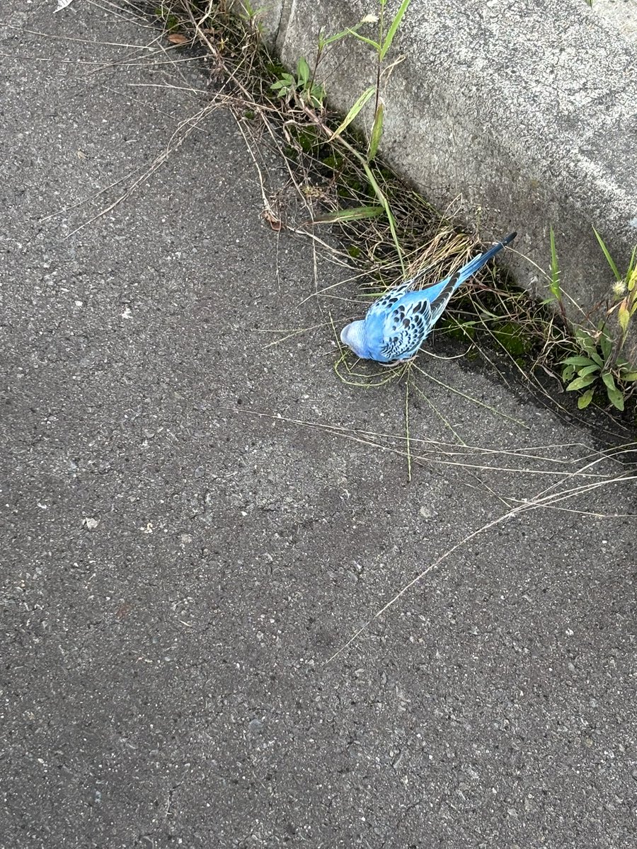 sun_mixx's tweet photo. この前ボケーッと自転車漕いでいて、
「んだよ、アイスの袋のポイ捨て？ガリガリ君がすきならちゃんとｽﾃﾛﾖ!!!!!」
て思ったんだが、
「……待てよ、ガリガリ君てあんなに頭黒かったけ…？」

って戻ったらインコだった🦜

インコ！？道端で！？なんで？！てなったがあれから大丈夫だっただろうか… https://t.co/impRtwLPKD