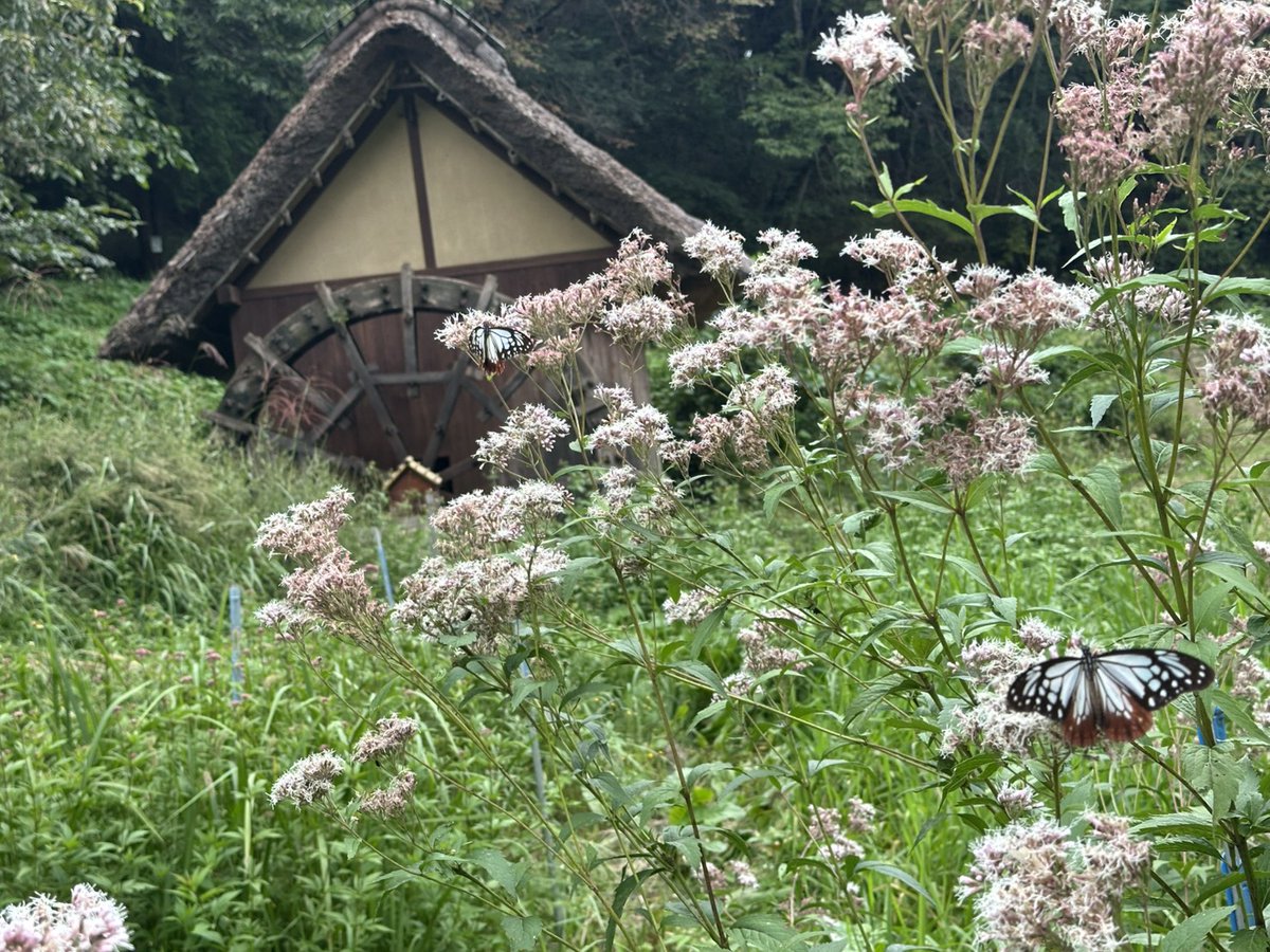 oomurasaki_cntr's tweet photo. 棚田にアサギマダラが飛来しました。「渡り」をするチョウとして知られるアサギマダラ。ステンドグラスのような美しい模様も魅力のひとつです。このチョウが訪れやすい環境整備に取り組んできたスタッフにとっては、待ちに待った瞬間。長雨の切れ目に晴れた日があれば、写真撮影でもいかがでしょうか。 https://t.co/LyvxVgzfpb