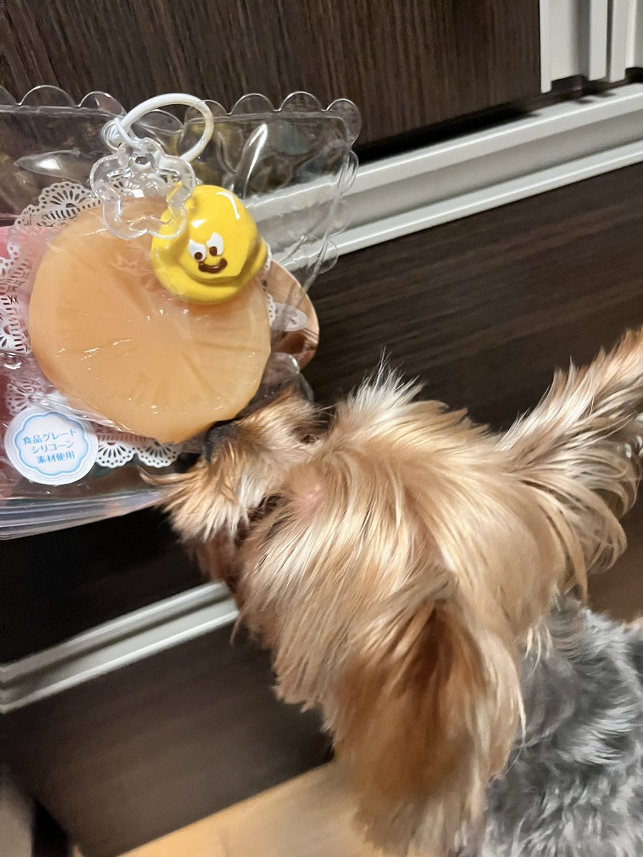 koankiyo's tweet photo. スクイーズには手を出しちゃだめだと己れを抑えてきたけどローソンでおでんスクイーズを見つけてしまって買わずにはいられなかった。 https://t.co/0QemQEqhxh