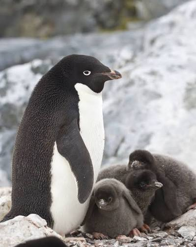 denjisawaman's tweet photo. daily adelie 9 

how the hell does it protect all of them? adelies are kinda feisty, i couldnt imagine having to protect all of those lil babies at once. youd get pecked.. https://t.co/bVWvXyRoYi