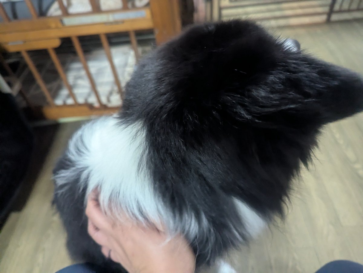 doghousedaddy08's tweet photo. 常連さんのボーダーコリーロッキーくんがチェックインしました。
久しぶりなので緊張してるかなと思いきやスタッフに撫でて撫でてをしてくる甘え上手なロッキーくんです！
#老犬ホーム
#軽井沢ペットホテル
#ボーダーコリー https://t.co/zl0lvlbj2q