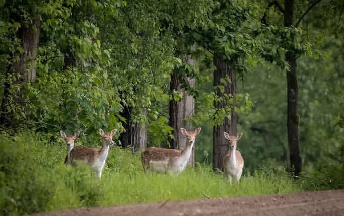 harryfisher11's tweet photo. Fallow deer are the most widespread and established of the feral deer species in Australia. they feature unique flat, shovel-shaped antlers and come in a wider variety of coat colors than almost any other deer https://t.co/5mLUiM5NO3